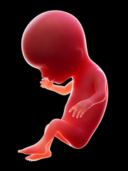 3d rendered medically accurate illustration of a human fetus, week 14
