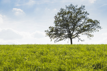 Fototapeta na wymiar tree in the middle of green meadow with blue sky background