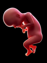 3d rendered medically accurate illustration of a human fetus, week 28