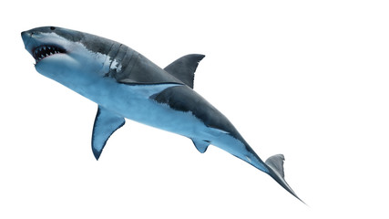 3d rendered illustration of a great white shark