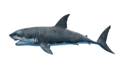 3d rendered illustration of a great white shark