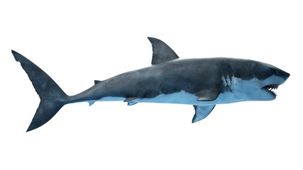 3d rendered illustration of a great white shark