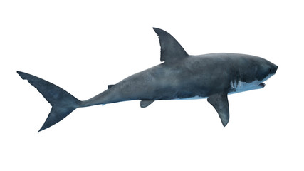 3d rendered illustration of a great white shark