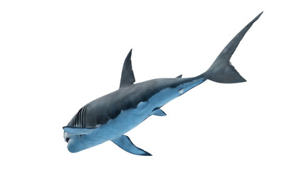 3d rendered illustration of a great white shark