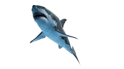 Fototapeta premium 3d rendered illustration of a great white shark
