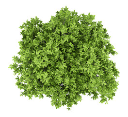 avocado tree with avocados isolated on white background. top view