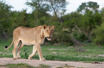 Fototapeta na wymiar Lions in their natural habitat - captured in the Greater Kruger National Park