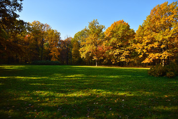 Naklejka premium autumn landscape leaf fall in the Park 