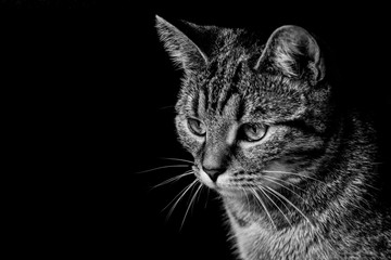 Cat Portrait B/W