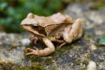 Frog