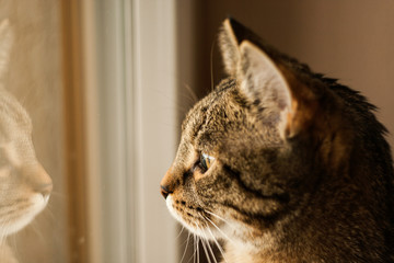 Cat's Reflection