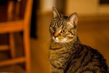 Staring Cat