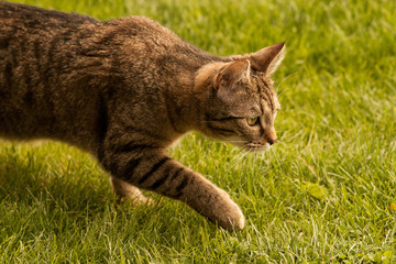 Hunting Cat