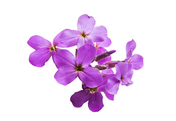 Fototapeta na wymiar small lilac flowers isolated