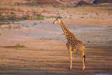 Giraffe in Kruger National park, South Africa . Specie Giraffa camelopardalis family of Giraffidae