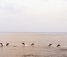 Dolphins hunt at sunset in the tropical sea