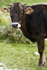 Cow grazing on a meadow in Montenegro.