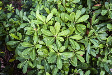 The texture of green leaves.