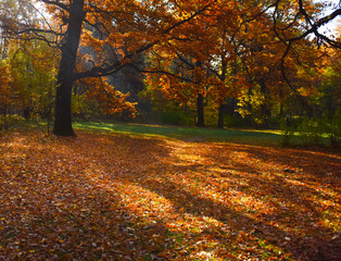 Naklejka premium autumn landscape leaf fall in the Park 
