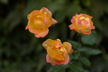 flowers in the garden