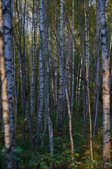 Birch grove. Many birch trees growing in a forest