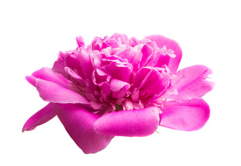peony flower isolated