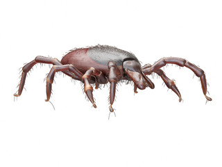 3d rendered illustration of a tick on white background