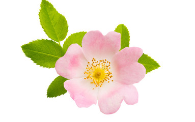 Fototapeta premium rosehip flowers isolated