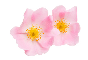 rosehip flowers isolated