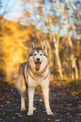 Portrait of cute gorgeous Siberian Husky dog standing in the bright enchanting golden fall forest