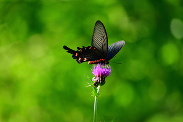 Fototapeta premium アゲハ蝶 昆虫 風景