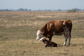 Cow and her newborn cow in the field