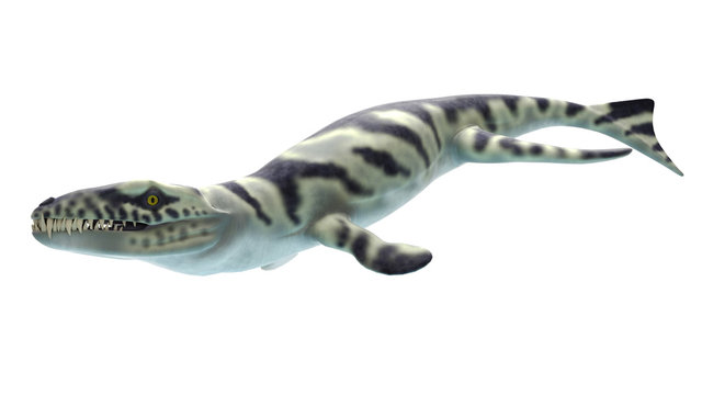 3d rendered illustration of a dakosaurus