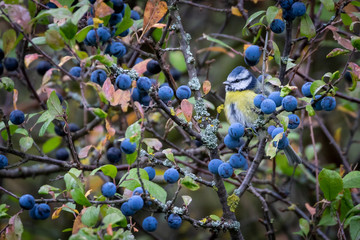 Blue tit in winter season perched and camouflaged in a blackthorn tree