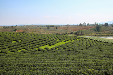 Large Tea Plantation.