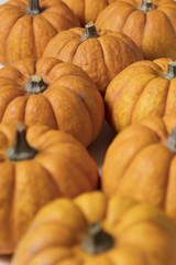 Mini munchkin pumpkin festive background