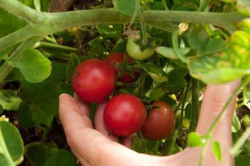 Raccolta di pomodorini ciliegino. Ortaggi e verdure. Agricoltura