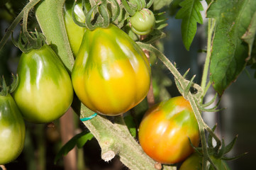 Pianta di pomodoro giallo all'aperto. Verdure. Agricoltura.