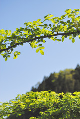 葉　枝　空　木　素材