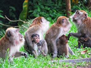 Naklejka premium Monkey or troupe of monkeys in the wild. There are different species of monkeys which can be found. This are crab eating macaque which is found in Malaysia.