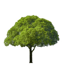 tree Isolated on white background,clipping paths.