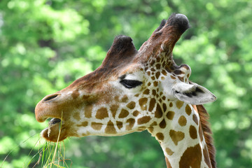 portrait of a giraffe