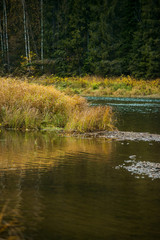 Autumn landscape: Golden autumn by the river, in the forest. Wildlife.