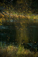 Autumn landscape: Golden autumn by the river, in the forest. Wildlife.