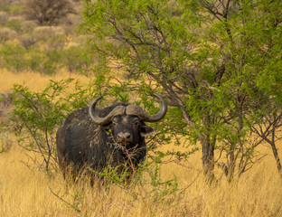 Obraz premium A large cape buffalo seeks shelter from the sun under a thorn tree on the plains of Africa image with copy space in landscape format