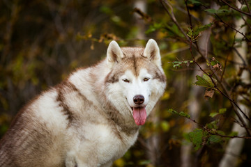 Close-up Portrait of gorgeous dog breed Siberian Husky sitting on the hill in fall on a forest background.