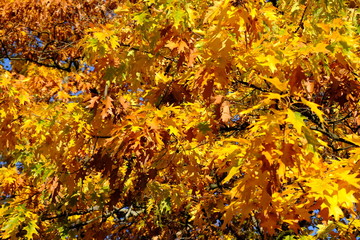 yellow leaves