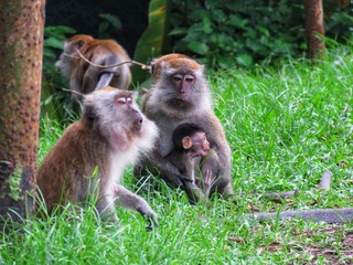 Monkey or troupe of monkeys in the wild. There are different species of monkeys which can be found. This are crab eating macaque which is found in Malaysia.