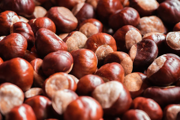 close up of chestnut seeds