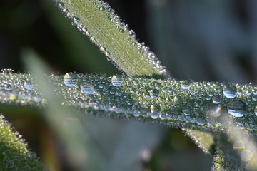 drops on grass